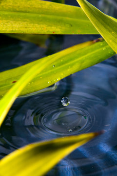 Water Droplet Falling In Deep Blue Water And Plant Environment - Portrait Orientation