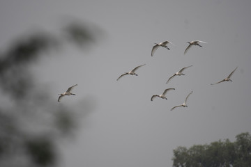 Spoonbill flying