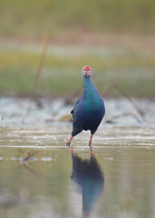 Grey-headed swamphen