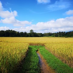 rice field and blue sky