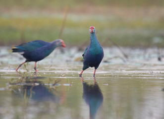 Grey-headed swamphen