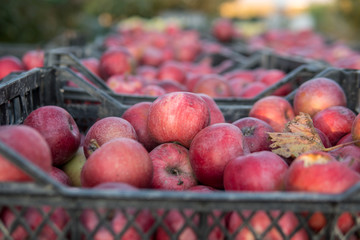 Crates of freshly picked red apples harvest in apple orchard.
