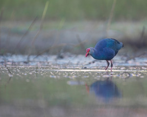 Grey-headed swamphen