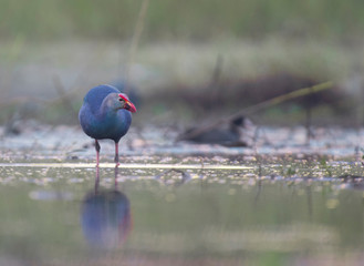 Grey-headed swamphen