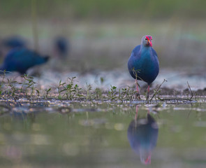 Grey-headed swamphen