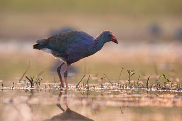 Grey-headed swamphen
