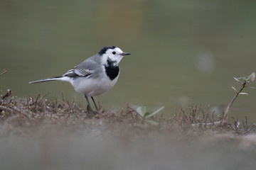 The White wagtail