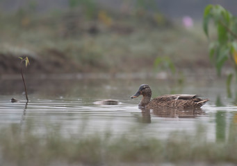 Mallard Duck in pond