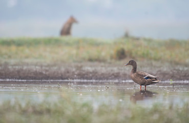Mallard Duck in pond