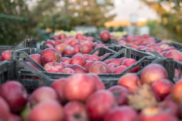 Crates of freshly picked red apples harvest in apple orchard.