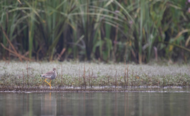 White tailed lapwing 