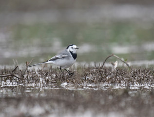 White wagtail