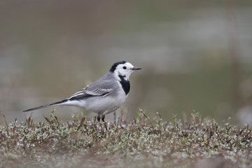 The White wagtail