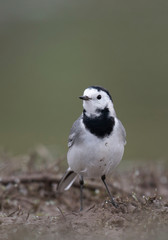 The White wagtail