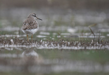 Wood Sandpiper  (Tringa glareola)