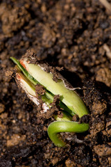 Peas seedlings growing out of the soils - close up