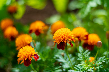 Permaculture - Planting Marigold flowers with vegetable - Sustainable bio agriculture