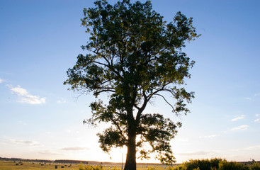 sunny tree in the field