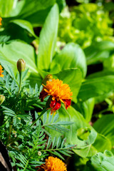 Permaculture - Planting Marigold flowers with vegetable - Sustainable bio agriculture