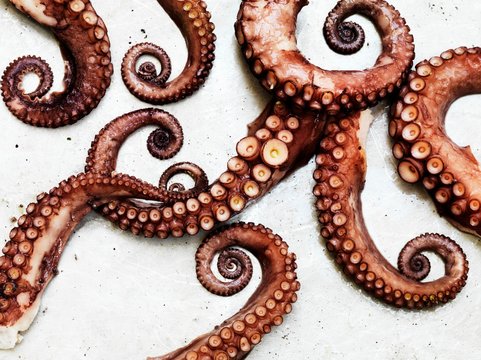 Close up of smoked octopus tentacles