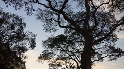 Fototapeta na wymiar tree seen from under it against the sunset sky