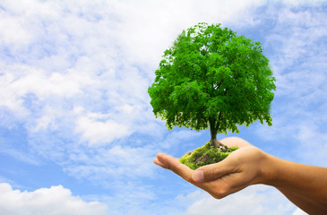 Human hands holding green plant over blue sky background.Saving world natural environment and sustainable ecosystem with tree planting on volunteer's hand. Environment. Ecology concept,copy space.