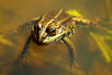 frog in pond
