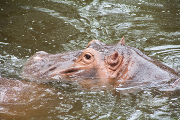 Hippopotamus ; Hippo / Close-up of a hippopotamus