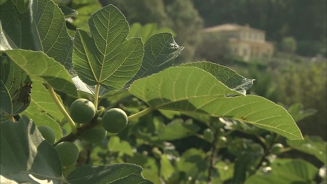 Fresh figs growing on trees in an orchard in the south of France with the suns rays dappling on the leaves.