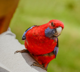 Many parrots live in the forest near Melbourne, Victoria.