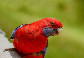 Many parrots live in the forest near Melbourne, Victoria.