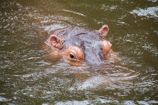 Hippopotamus ; Hippo / Close-up of a hippopotamus
