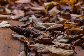 Herbstlaub auf einem Holztisch