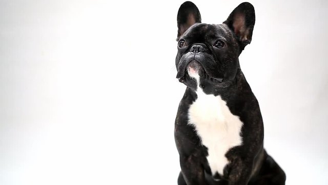 dog breed French bulldog sitting and looking