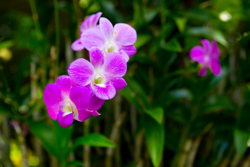 Background and texture of purple orchid in the garden.