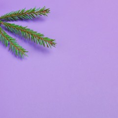 Christmas composition. Creative layout made with fir or spruce green branches on ultra violet background. Christmas tree branch. Flat lay, top view, copy space. Pastel colors, trendy minimal concept.