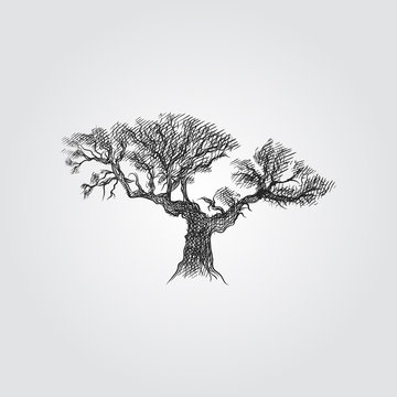 Hand Drawn Olive tree Sketch Symbol isolated on white background. Vector of Olive tree In Trendy Style. Olive elements in sketch style.