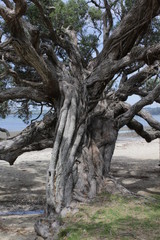 tree on the beach