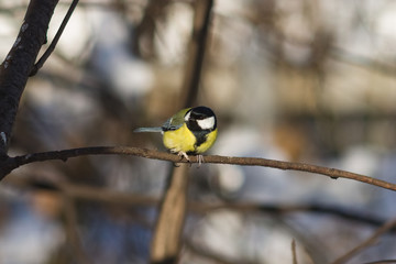 Great tit, Parus Major, close-up portrait on branch with bokeh background, selective focus, shallow DOF