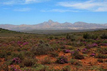 Typical southern Karoo landscape showing the Cockscomb mountains in the distance.