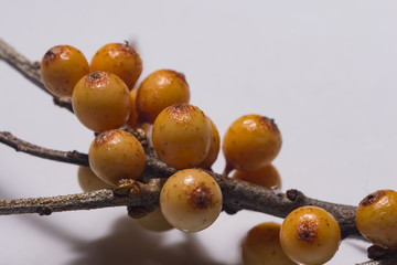 Frozen berries of sea-buckthorn on branch against white background, macro, selective focus, shallow...