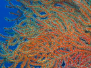 Gorgonian coral