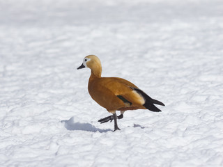 Fototapeta premium Female Ruddy shelduck Tadorna ferruginea walking on snow over frozen pond, selective focus, shallow DOF