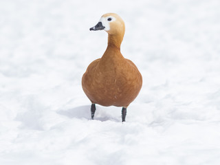 Female Ruddy shelduck Tadorna ferruginea portrait on snow over frozen pond, selective focus, shallow DOF