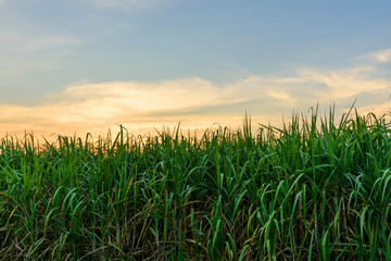 sugarcane with sky in sunset time - obrazy, fototapety, plakaty