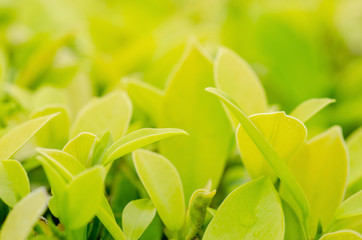 background of green leaves