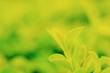 Green leaves, patterned background, blurred