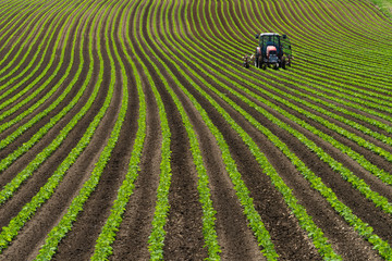 Soy bean row farm with a Tractor in Niseko Hokkaido Japan summer
