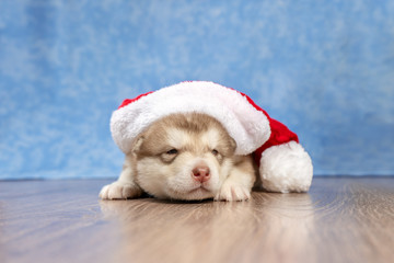 Fototapeta na wymiar Puppy in a red Christmas hat