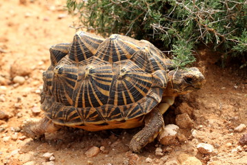 A rare Karoo Tent Tortoise walking in natural habitat in the southern Karoo.